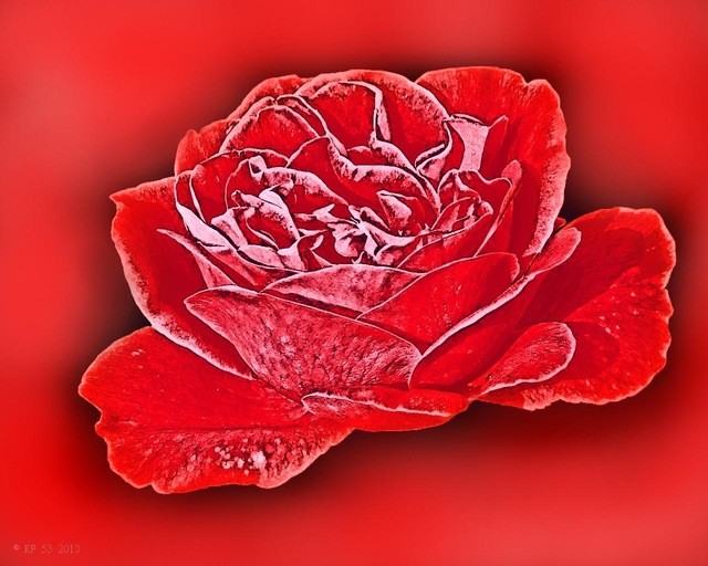 red Rose.jpg