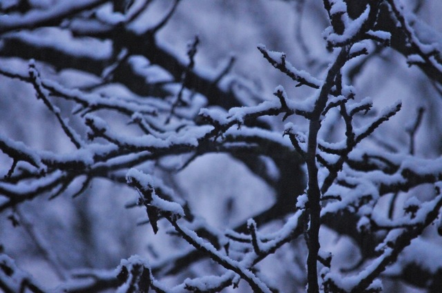snow on tree.jpg